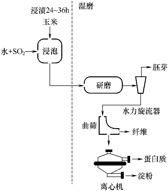 20.玉米如何用酶法濕磨?